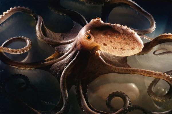 октопус макропус