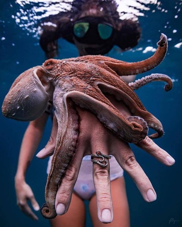 гигантские осьминоги