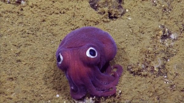 каракатица rossia pacifica