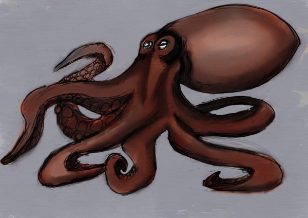 головоногий моллюск октопус