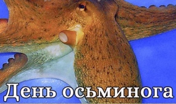 день осьминога