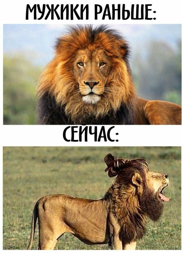 лев мемы
