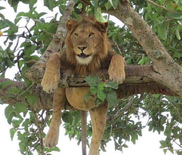 львица на дереве