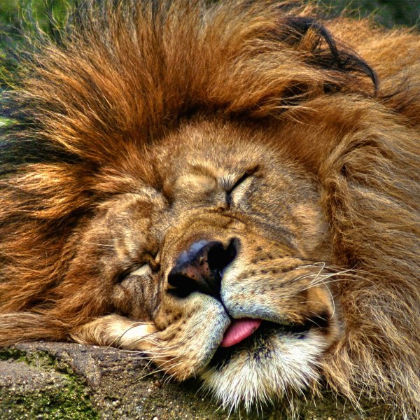 спящие животные