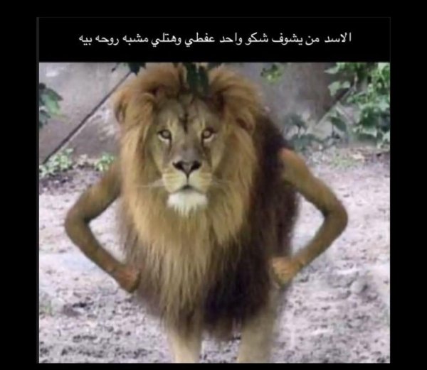 фотографии льва