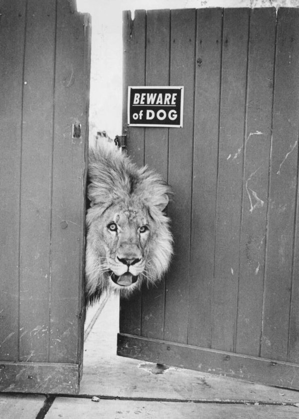 старые львы