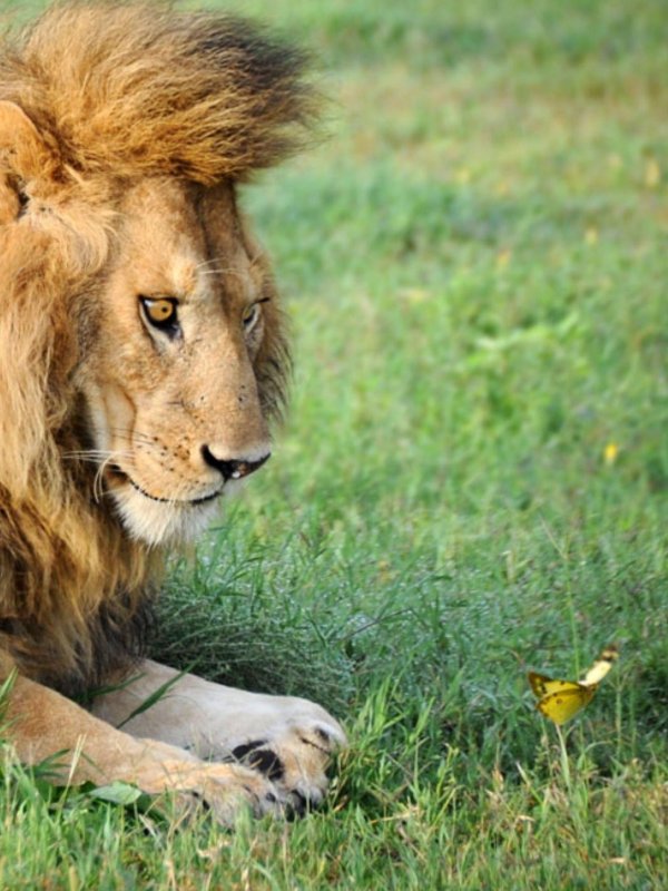 лев африканский