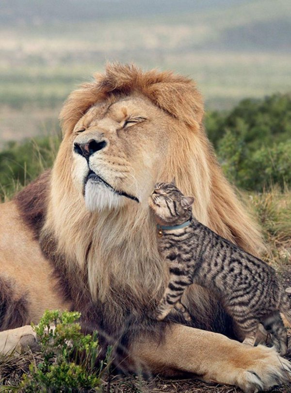 львица с львенком