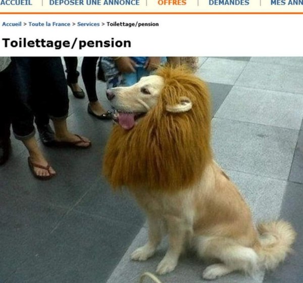 парик львиная грива