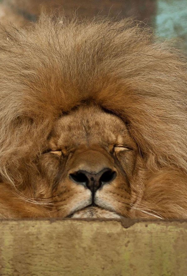 грустный лев