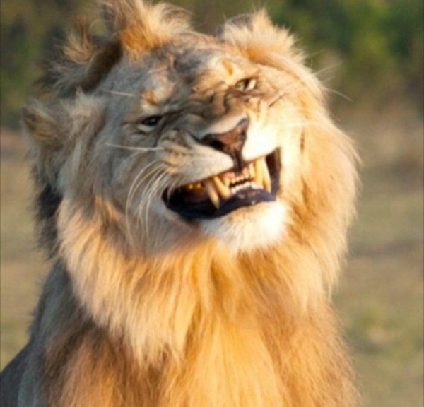 североконголезский лев