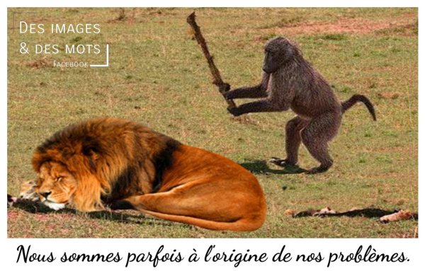 обезьяна с палкой