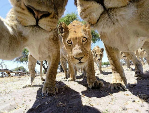 львиный прайд