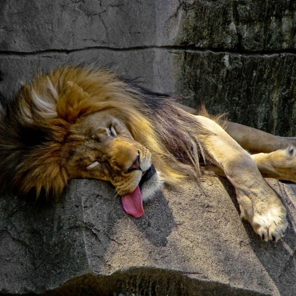 уставший лев