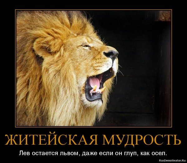 высказывания про льва