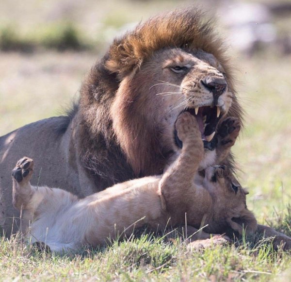 львица со львенком