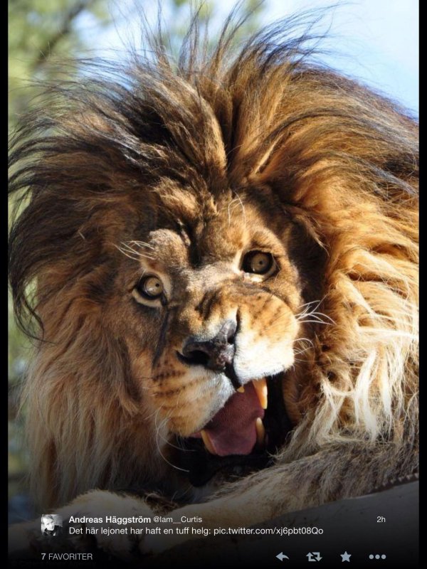 веселый лев