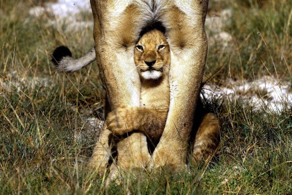 львица со львенком