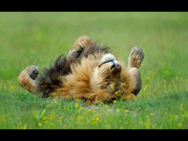 лежащий лев