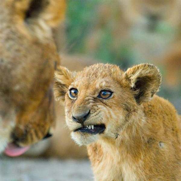 львенок абу