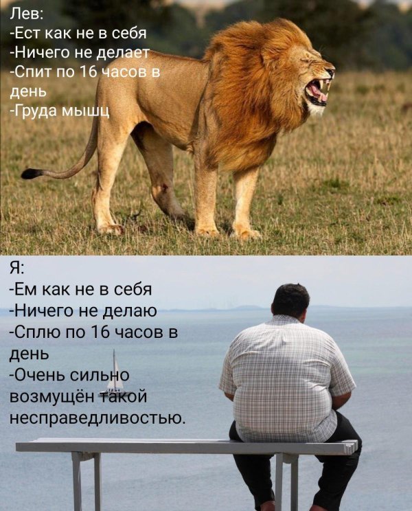 Льва
