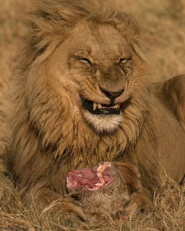 мясо льва