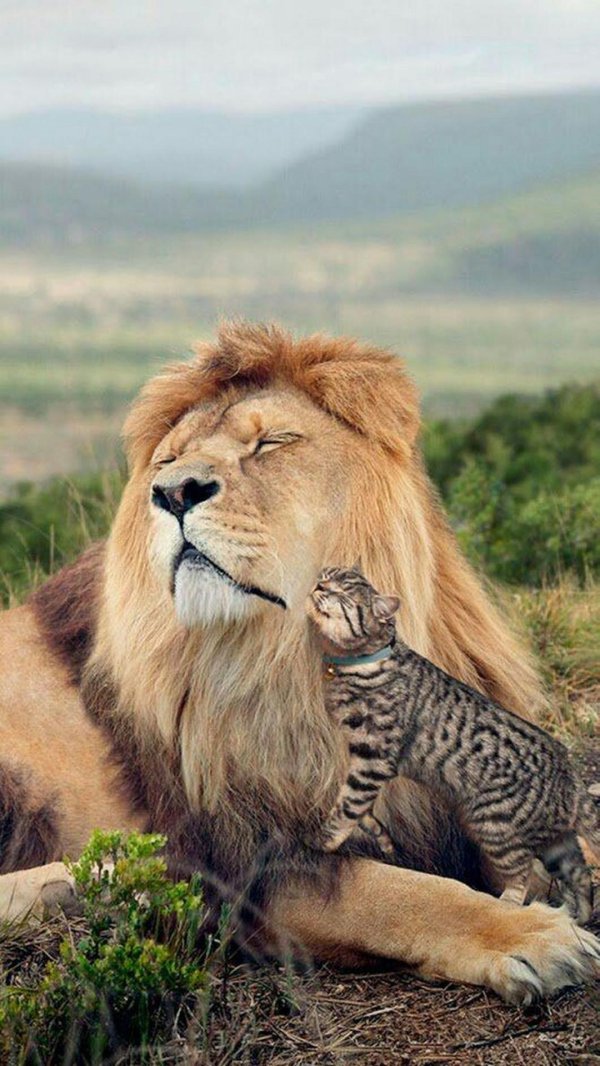 красивые львы
