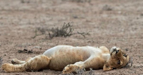 сонный львенок