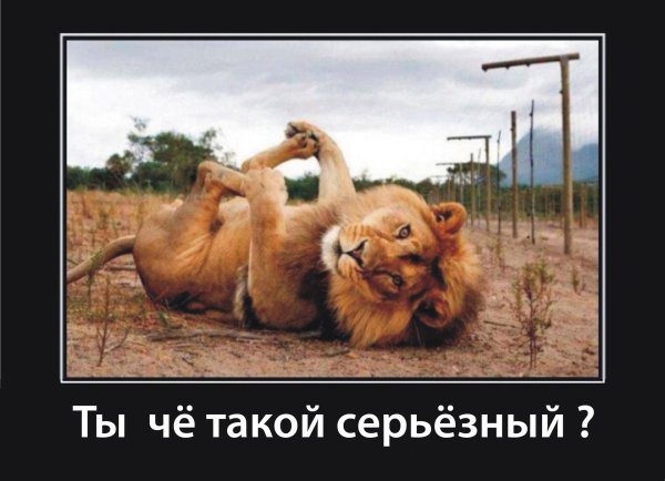 львица смешная