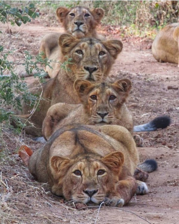 львиный прайд