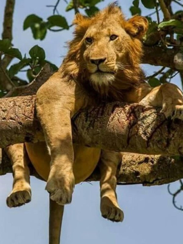 львица на дереве