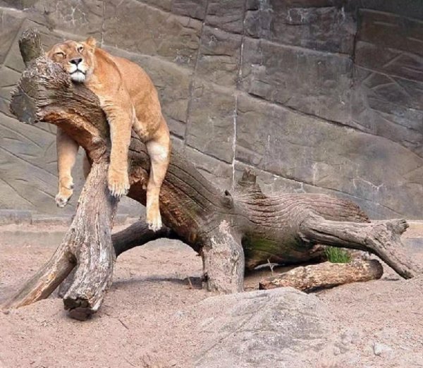 уставшая львица