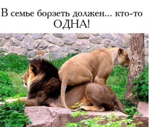 львица сидит на льве