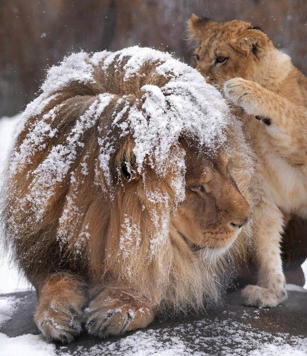 львица со львенком