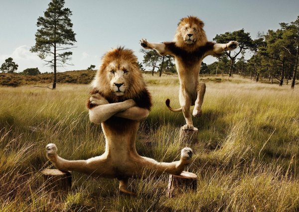 смешная львица