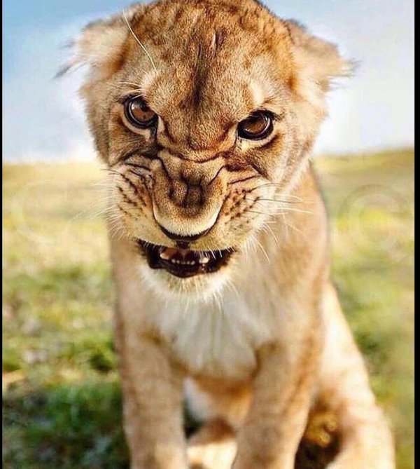 злые животные