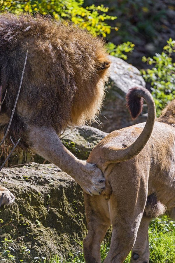 львица смешная