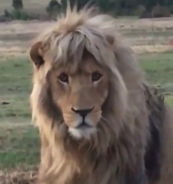 сафари парк тайган