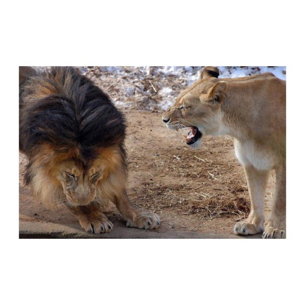 шутки про льва