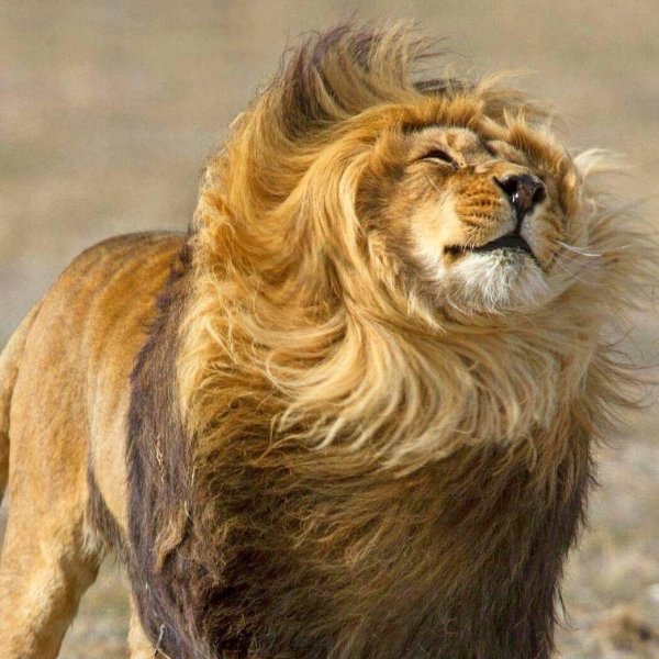 улыбка льва