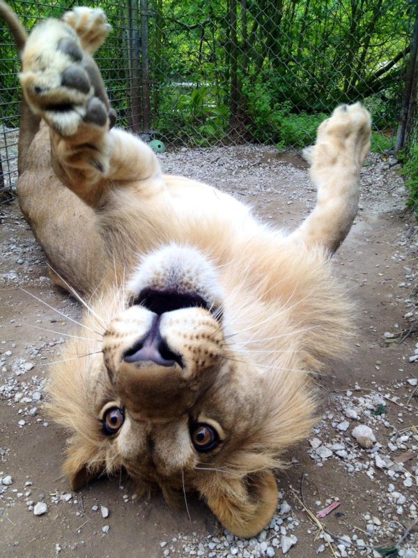 милые львята