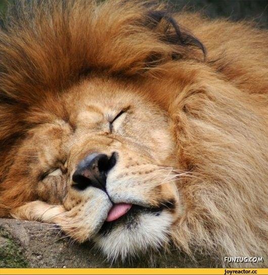 спокойный лев