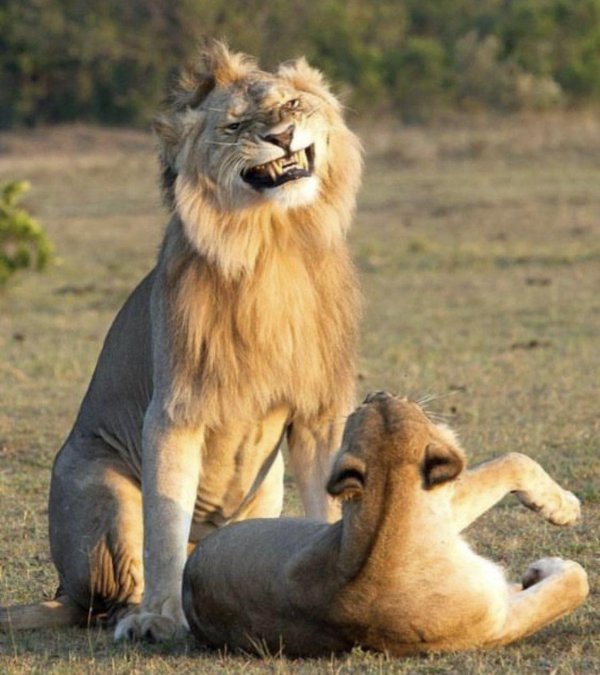 львы спаривание