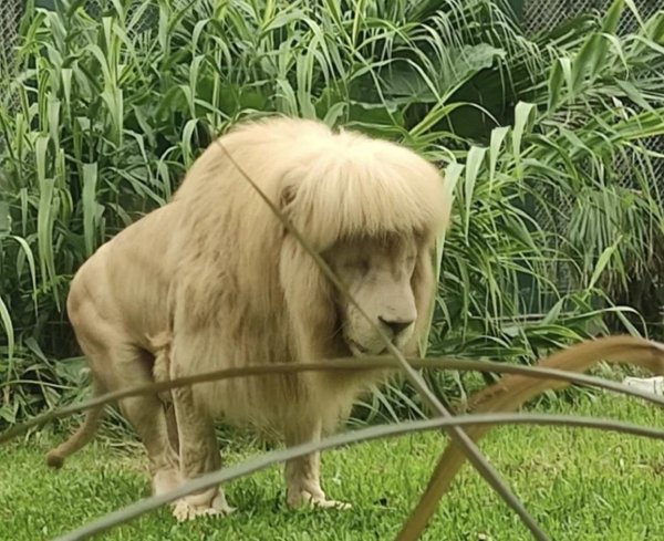 подстриженный лев