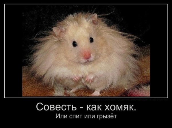 ангорский сирийский хомячок