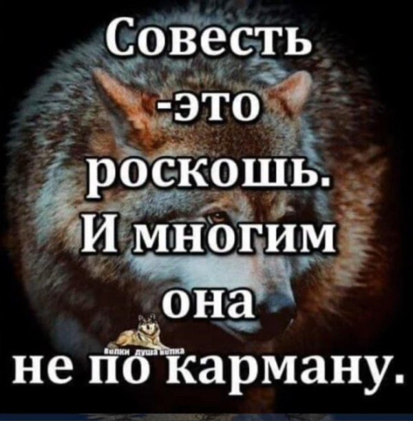 цитата волк