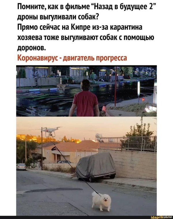 квадрокоптер выгуливает собаку