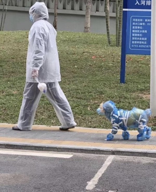 дождевик для собак