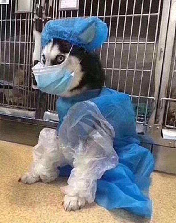 кот с маской