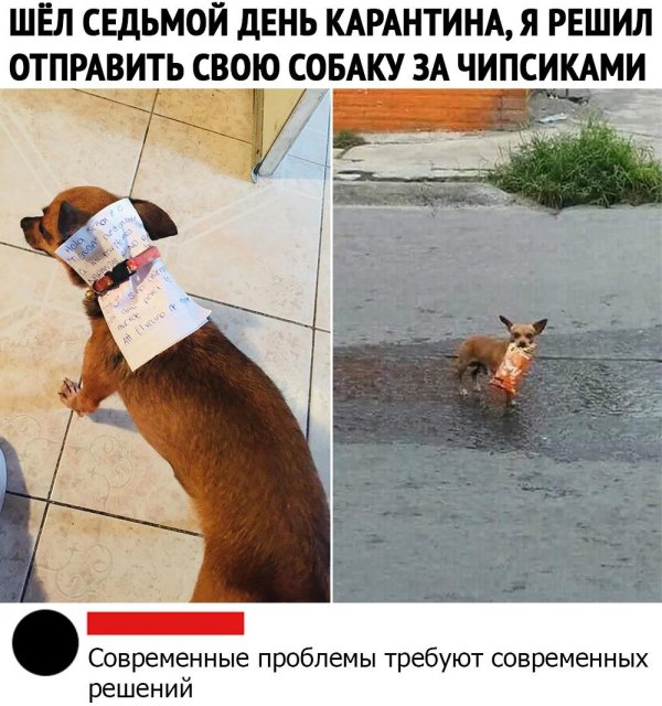 собака юмор